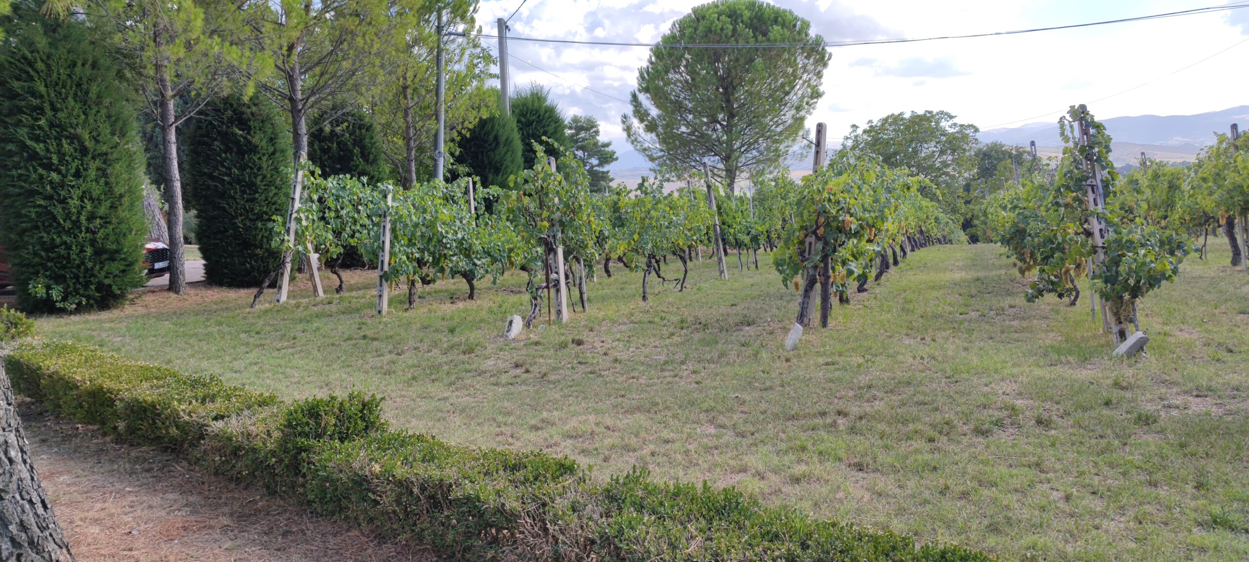 Verdicchio – zwei Landschaften, zwei Charaktere