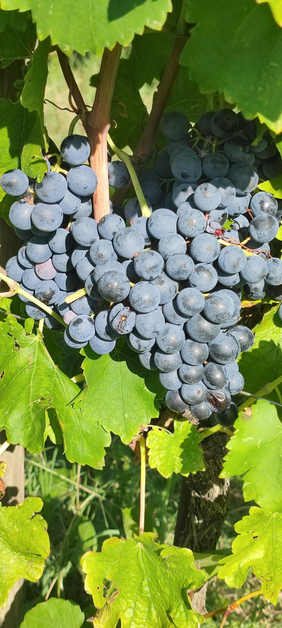Trauben der Vernaccia Nera